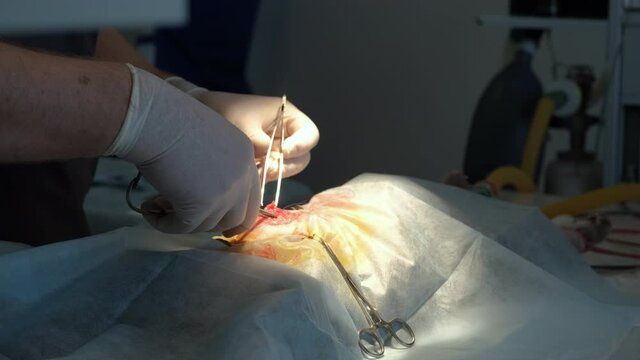 Veterinary Surgeon is Treating a Cat in a Surgery. Close up Shot. Medical Treatment and Healthcare of Pet Concept