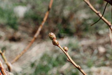 Young blueberry bushes grow in soil with drip irrigation. Forest land. The soil is covered with mulch on top to protect and improve its properties. Spring work in the garden.