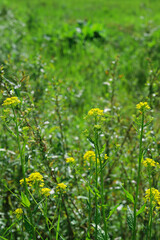 Obraz premium Barbarea vulgaris (bittercress, herb barbara or rocketcress). Yellow wildflowers on a green field. Beautiful meadow flowers. Summer nature background