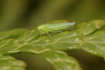 insect Empoasca vitis pidikřísek on a leaf