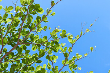 青空に伸びる枝と葉