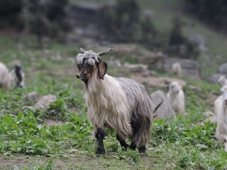 Obraz premium two goats on a meadow