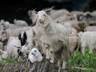 Obraz premium goats on the farm