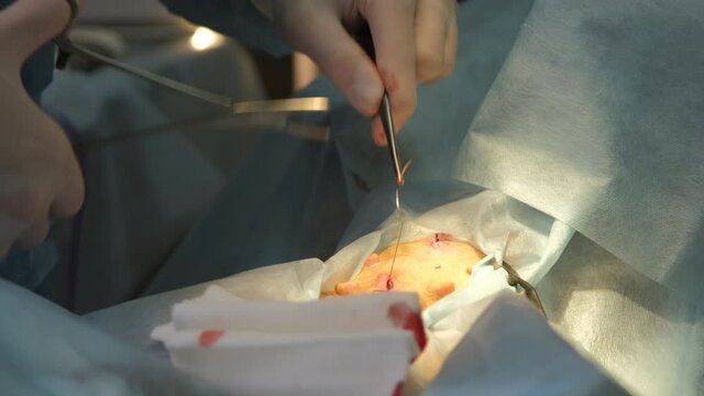 Veterinary Stitching Up a Wound after a Surgery of a Dog. Close up Shot. Medical Treatment and Healthcare of Pet Concept