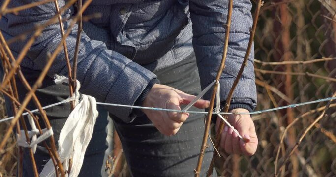 Work on the farm in the spring. Hands of a farm worker tying raspberry stalks with a white cloth in the spring.