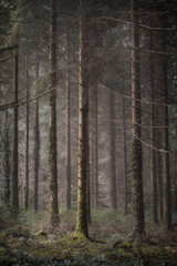 misty woodland and forest Cornwall england uk 