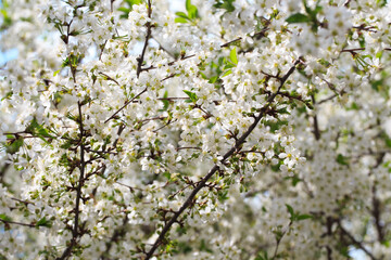 Flowering cherry against a blue sky. Cherry blossoms. Spring background.