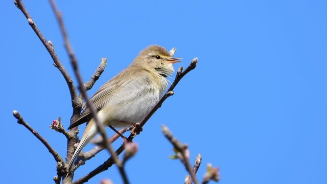  Fitis (Phylloscopus trochilus)