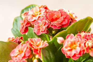 Naklejka na ściany i meble red indoor flower Kalanchoe Blossfeld shot close-up with selective focus