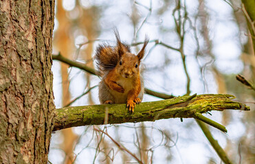 Fototapeta premium Eurasian red squirrel(Sciurus vulgaris) sits still on a tree branch and looks straight into the camera, keeps a paw on a chest and greets us 