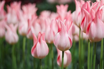 ピンクのぷっくりチューリップ