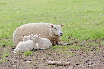 Sheep with lambs in the pasture.