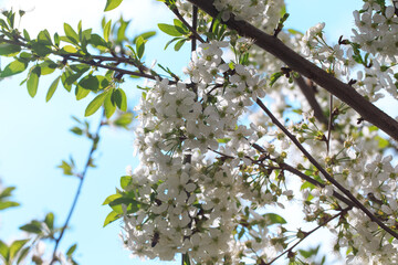 Flowering cherry against a blue sky. Cherry blossoms. Spring background.
