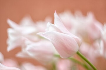Fototapeta premium ピンクのゆり咲チューリップ