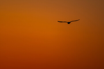 Fototapeta na wymiar Seagull in Flight Orange Morning Sky