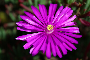 Drosanthemum Hispidum fiore viola