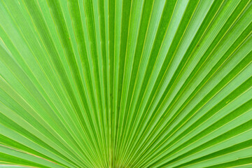 Obraz premium green palm leaf background