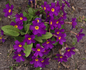 purple pansies in the garden  - obrazy, fototapety, plakaty