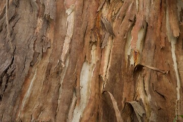 Abstract image of flaky bark of a Eucalyptus tree peeling off the trunk of the tree