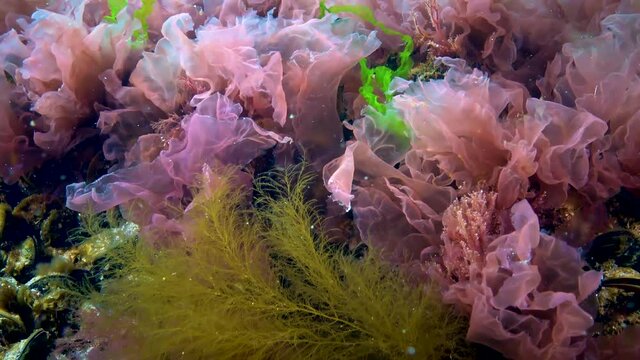 Different species of green, brown (Padina) and red algae on stones in the Black Sea, Ukraine