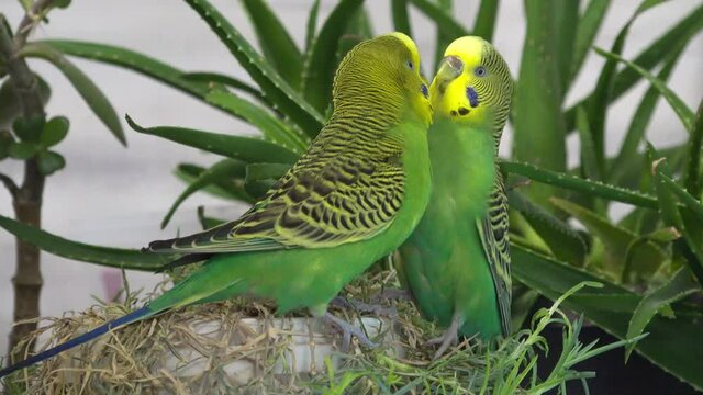 Pair of pretty budgerigar birds preparing to mate at home