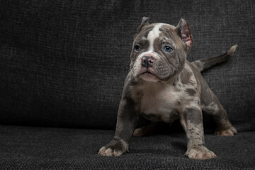 Perro cachorro de raza American Bullí sentado en un sillón, con espacio para texto. © Edgar1 BJ