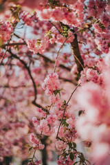 Cherry Blossoms Blooming In Spring