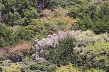 南アルプス、寸又峡温泉の風景。大井川の支流、エメラルドグリーンの水が流れる寸又川沿いにある温泉町。新緑と桜が美しい４月の景色。