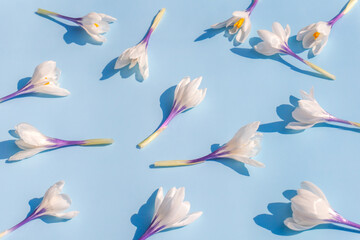 White crocus flowers on gentle blue background. Flat lay, soft floral early Spring natural layout pattern.