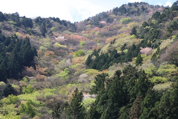 南アルプス、寸又峡温泉の風景。大井川の支流、エメラルドグリーンの水が流れる寸又川沿いにある温泉町。新緑と桜が美しい４月の景色。