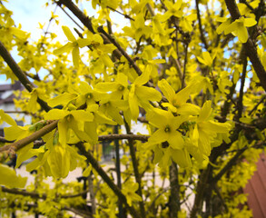 beautiful bush of forsythia heavily flowered, strong yellow color, several angles of the photo