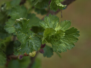 green leaves and buds on a currant bush  © Rafał Rudzki