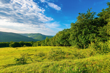Fototapeta na wymiar green grass on the meadow in mountains. sunny summer morning in carpathian countryside. rosebush on the hill. beech forest in the distance. clouds on the blue sky
