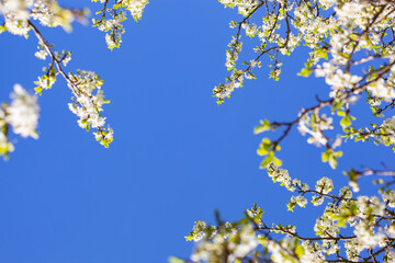Beautiful blue spring sky and blooming plums in the park.