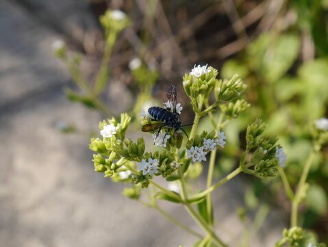 blue bee on the flower (Thyreus decorus)