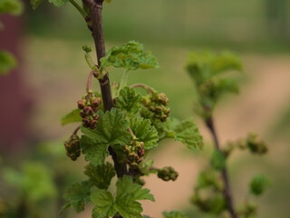 green leaves and buds on a currant bush  © Rafał Rudzki