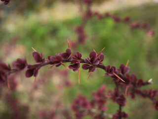 maroon plant with thorns