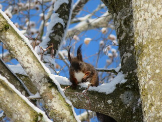 Europäisches Eichhörnchen im Baum 