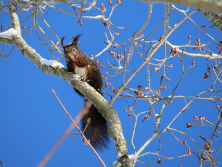 Europäisches Eichhörnchen im Baum 