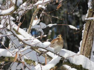 Wacholderdrossel in schneebedecktem baum