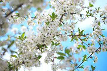 Flowering cherry against a blue sky. Cherry blossoms. Spring background.