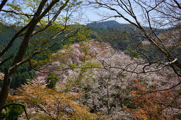 Yoshinoyama sakura cherry blossom . Mount Yoshino in Nara Prefecture, Japan's most famous cherry blossom viewing spot - 日本 奈良 吉野山の桜