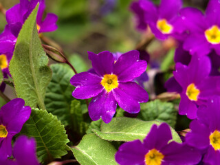 purple pansies in the rockery, a shot of a single flower © Rafał Rudzki