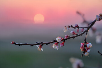 Blooming sakura branch with white and pink flowers on the background of sunrise or sunset in spring.