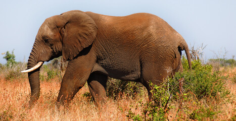 Elephant Wildlife Safari in the Kruger National Park, the main travel destination in South Africa.