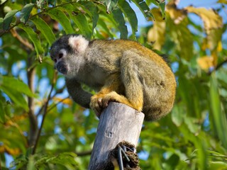 Obraz premium Affe auf Baumstamm