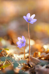 Przylaszczka Hepatica, fioletowe kwiaty