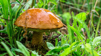 Cute penny bun mushroom is growing in the grass. The beautiful small brown cap of a cep is in the focus. It is vegetarian diet food. The mushroom grows in the forest.