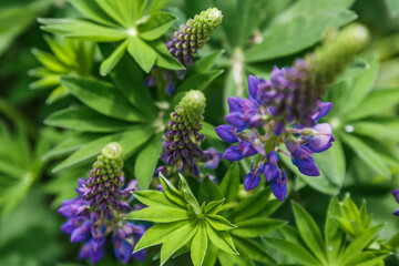 Blooming macro lupine flower. Lupinus, lupin field with purple and blue flower.Spider in lupine flowers. Bunch of lupines summer flower background. Violet spring and summer flower.