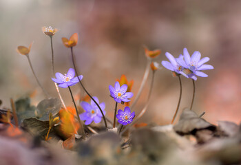 Kwiaty Przylaszczki (Hepatica Nobilliss Mill ) fioletowe 